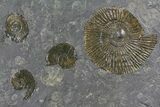 Fossil Belemnite and Ammonite Plate - Germany #167846-4